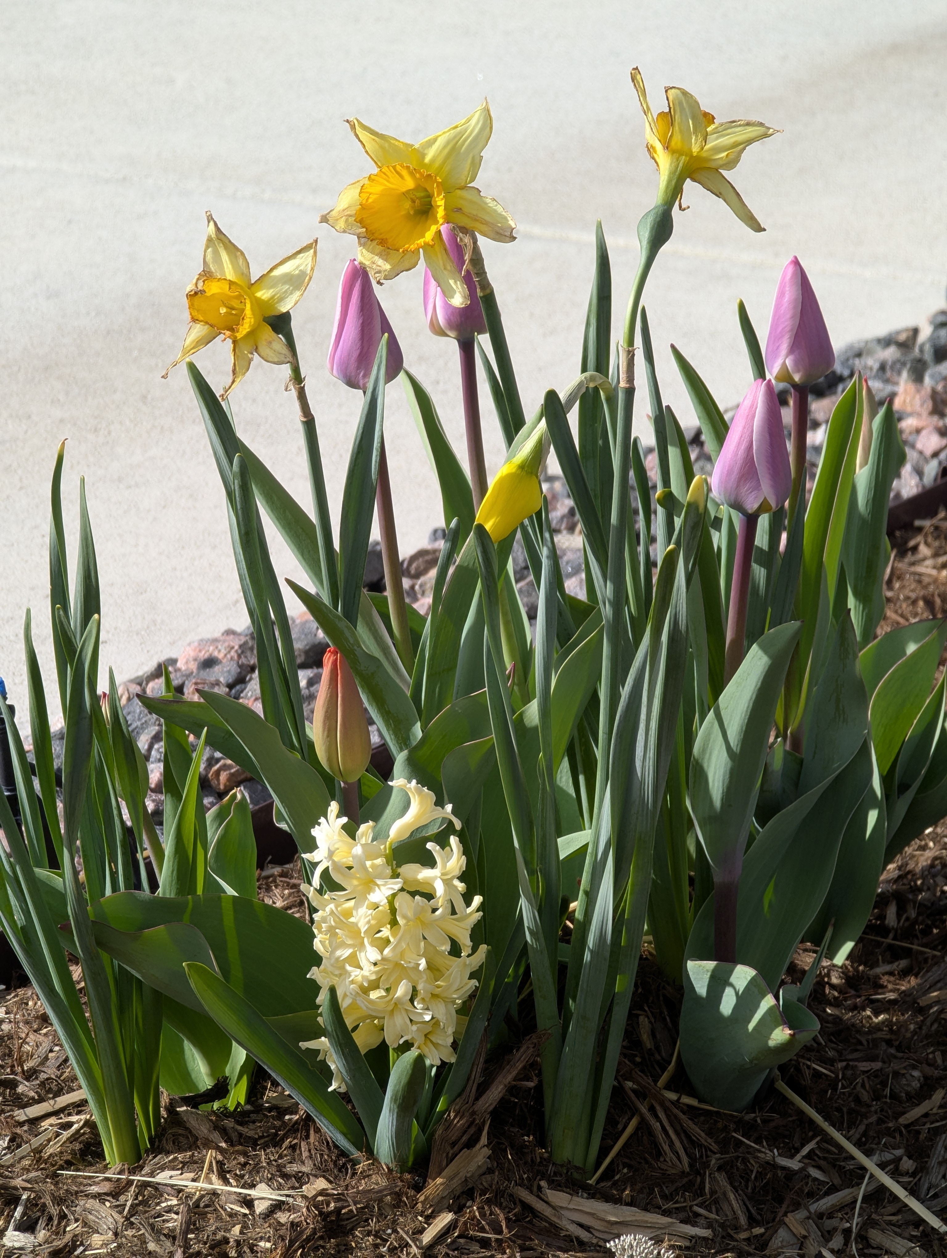 Grape Hyacinth, Morrison, Colorado